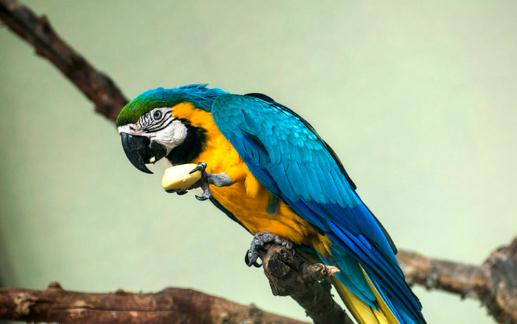 蓝黄金刚鹦鹉的简介 蓝黄金刚鹦鹉的生活环境
